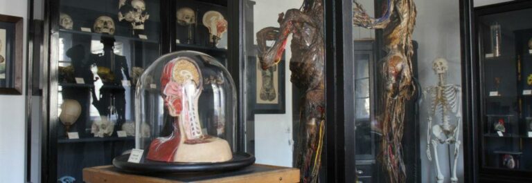 Beitrag zum Projekt der Provenienzforschung menschlicher Überreste in der Anatomischen Sammlung der FAU